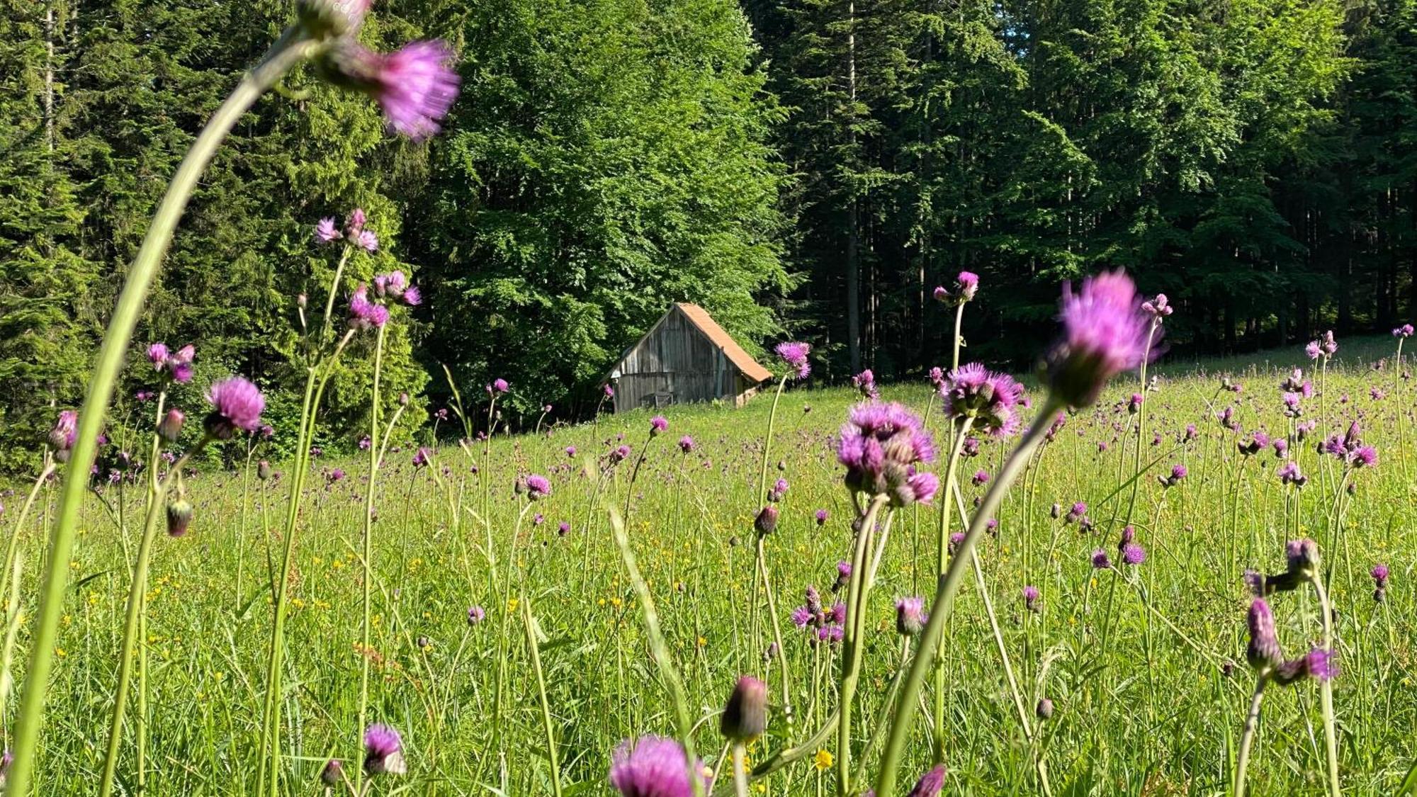 Dom Wypoczynkowy Pod Polanka Korbielów Buitenkant foto